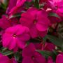 New Guinea Impatiens – Super Sonic Lilac – 12″ Hanging Basket
